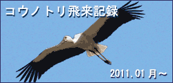 コウノトリ飛来記録　2011.01月〜